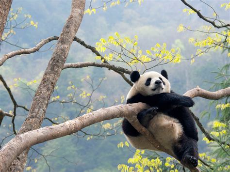 Creating the Perfect Habitat for Luna Panda