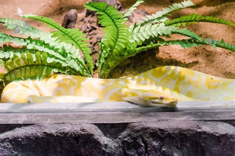 Creating the Perfect Living Environment: Designing an Ideal Habitat for Your Serpent Companion