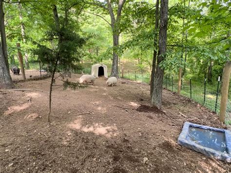 Creating the Perfect Pig Enclosure