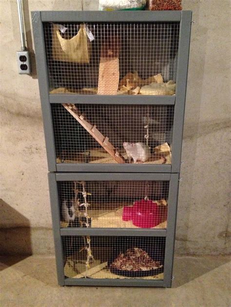 Creating the Perfect Rat Habitat: Cage and Accessories