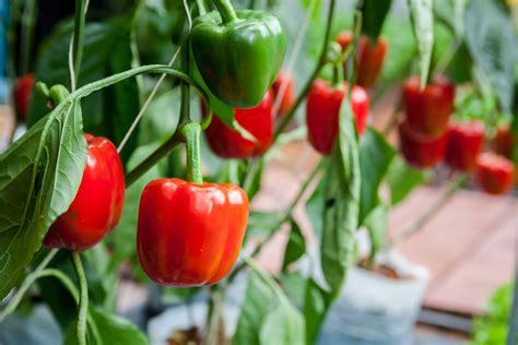 Creating the Perfect Soil Environment for Cultivating Robust Capsicums