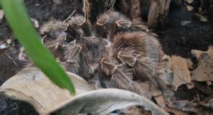 Creating the Perfect Tarantula Habitat