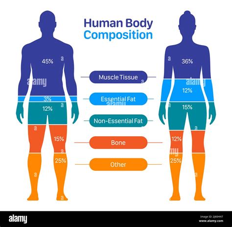 Cristina's Physique and Body Composition