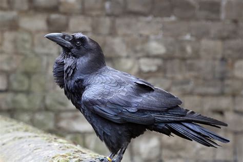 Crow Intelligence: How These Birds Adapt and Learn