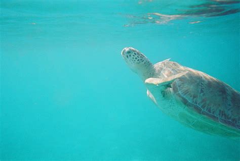 Crystal Clear Waters: A Sanctuary for Marine Life