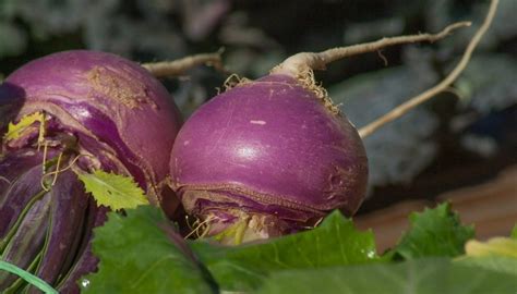 Culinary Delight or Hidden Meanings: Unveiling the Multifaceted Nature of Turnips