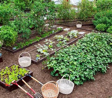 Cultivating Blush Blossoms: Insights and Techniques for a Flourishing Home Garden