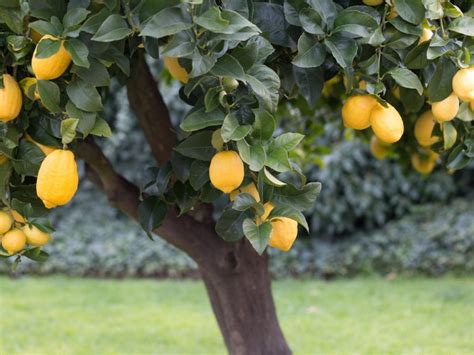 Cultivating Citrus Trees in Various Climates