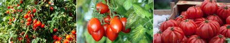 Cultivating Luscious Tomatoes and Fiery Pepper: Tips for a Flourishing Home Garden