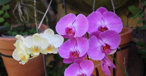 Cultivating Orchids: Tips and Tricks for Successful Growing