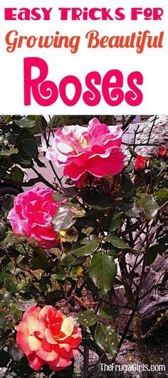 Cultivating Roses: Tips and Tricks for a Flourishing Garden