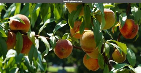 Cultivating and Caring for a Majestic Peach Plant