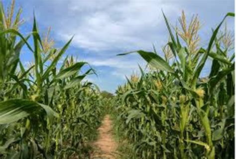 Cultivating and Nurturing Your Maize Plants: Tips for Successful Growth