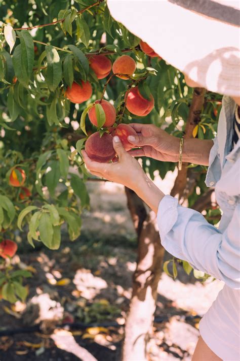 Cultivating the Perfect Lemon: Tips for Growing Your Own Orchard