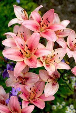 Cultivating the Perfect Mauve Lily: Expert Tips and Tricks