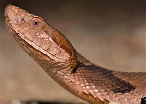 Cultural Interpretations of the Leopard Snake in Different Societies