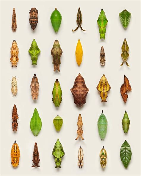 Cultural Perceptions: Exploring the Multifaceted Interpretations of the Butterfly Chrysalis