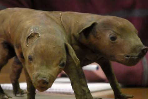 Cultural Perspectives: Varied Interpretations of the Two-Headed Swine