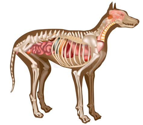 Cultural Perspectives: Varied Meanings of Canine Auditory Organs in Fantasies