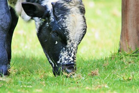 Cultural Perspectives and Interpretations of Dreaming about an Ebony Bovine