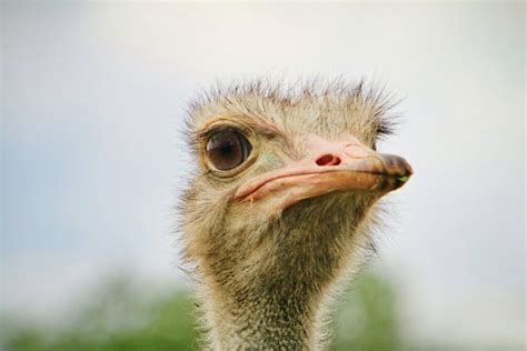 Cultural Significance: The Colossal Ostrich in Folklore and Popular Culture