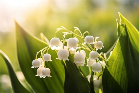 Cultural Significance: The Presence of Lily Of The Valley in Art, Literature, and Music