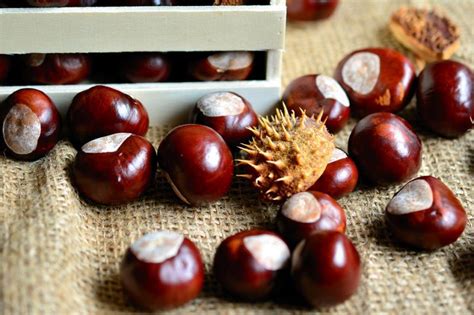 Cultural Significance of Chestnuts as a Symbol in Dreams