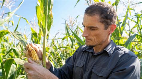 Cultural Significance of the Staple Crop