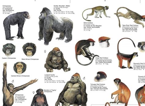 Cultural Symbolism of Apes and Primates