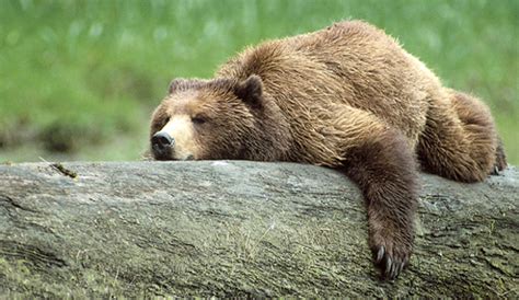 Cultural and Historical Perspectives on the Significance of a Hurt Grizzly