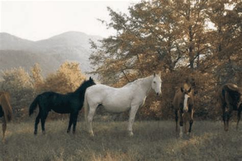 Cultural and Historical Significance: Horse Urination in Various Traditions