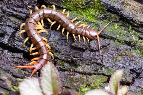 Cultural and Symbolic Interpretations of Consuming Centipedes