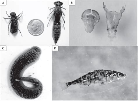 Cultural and Symbolic References to Larvae and Lower Limbs