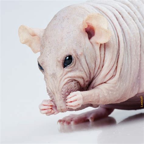 Curiosity and intrigue: Exploring the allure of hairless rodents