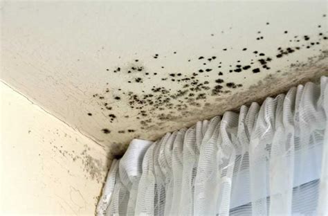 Dampness and Humidity: The Leading Causes of Mold Growth