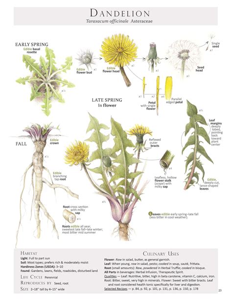 Dandelion’s Influence in the Industry