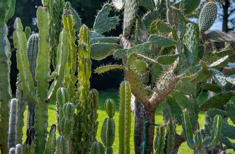 Dazzling Beauty: Exploring the Enchanting World of Cactus Spines