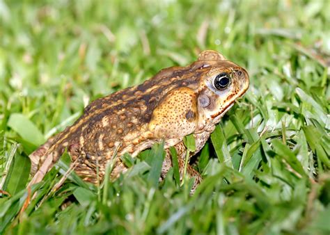 Dazzling Colors: The Striking Appearance of the Cane Toad