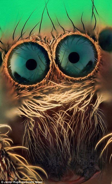 Dazzling Spider Eyes: The Astonishing Beauty Behind the Eerie Glare