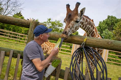 Dazzling Wildlife Encounters: Exploring the Marvels of an African Safari