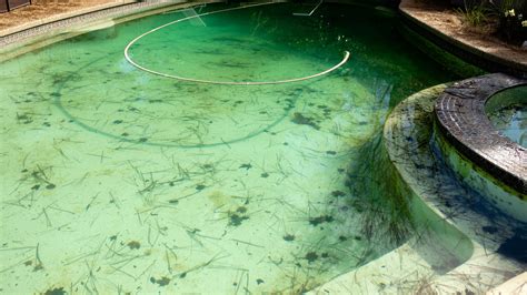 Dealing with Algae and Bacteria in Your Pool