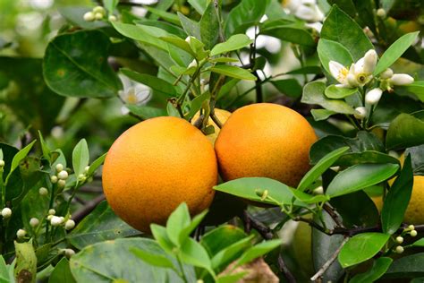 Dealing with Common Issues Encountered in Tangerine Tree Care