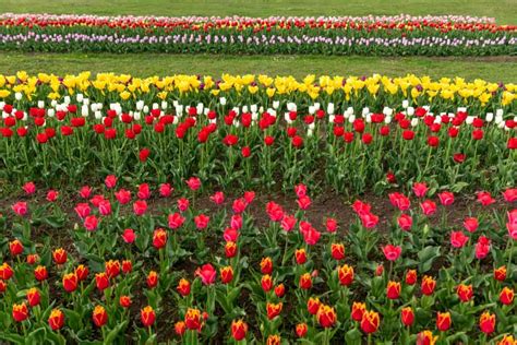 Dealing with Common Pests and Diseases in Tulip Gardens