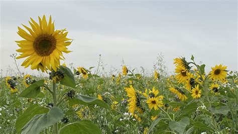 Dealing with Pests and Diseases: Overcoming Common Challenges in Sunflower Cultivation