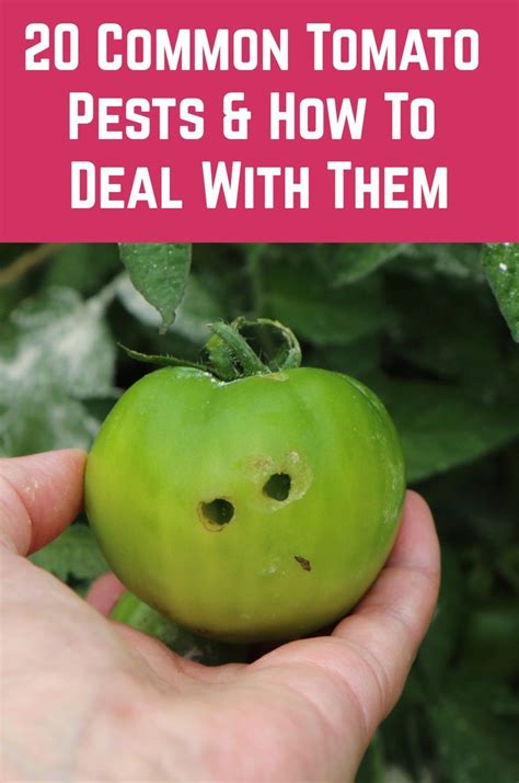 Dealing with Tomato Troubles: Common Pests and Diseases and How to Overcome Them