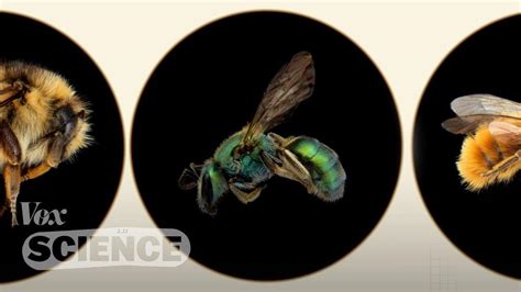 Debunking Common Misconceptions About the Enigmatic Maya Bee