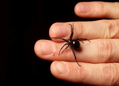 Debunking Misconceptions and Myths about Black Widow Spiders