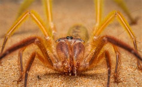 Debunking Myths: Separating Fact from Fiction about Spiders