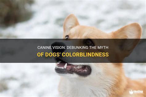 Debunking the Myth: Can Distinct Canine Visions in Sleep Foretell Maternity?