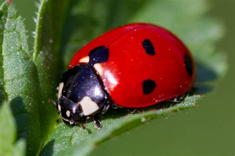 Deciphering Dreams Featuring Abundant Ladybugs